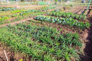 Landscape of vegetable garden with beds of beets, cabbage, onions and spinach