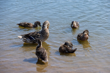 young ducklings who have plumage instead of fluff