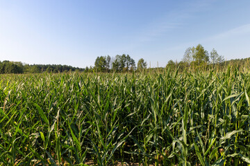 a large number of corn plants in summer