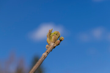 walnut tree branches in the spring season