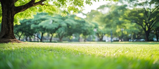 Blurred nature background with trees in a park garden featuring green bokeh light in summer