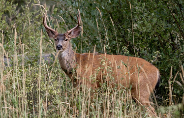 Naklejka na ściany i meble Beautiful buck deer with antlers in grass.