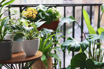 Many different beautiful plants in pots on balcony. Space for text