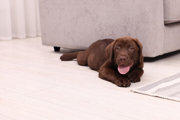 Cute chocolate Labrador Retriever puppy on floor at home. Lovely pet
