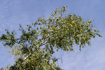 Birch tree at the end of the summer season