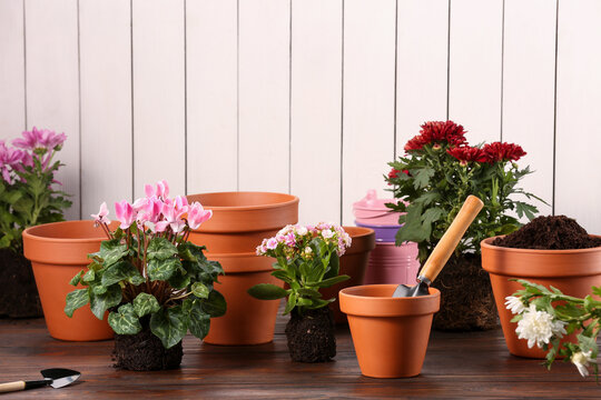 Time for transplanting. Many terracotta pots, soil, flowers and tools on wooden table. Space for text