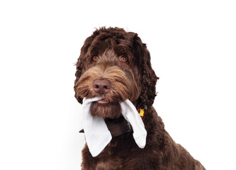 Cute dog with sock in mouth and looking at camera. Fluffy puppy dog chewing or stealing clothing with playful expression. 1 year old female Labradoodle, chocolate. Selective focus. White background.