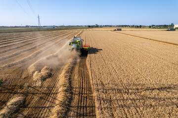 Aerial shot of harvester machinery collecting wheat grain in hot season in rural cultivated golden...