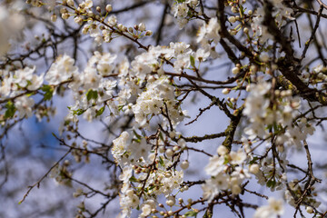 cherry blossoms in the orchard in spring