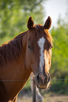 Vemos un retrato de un hermoso caballo , hijo de pura sangre color marrón, con una franja blanca en su cabeza.
