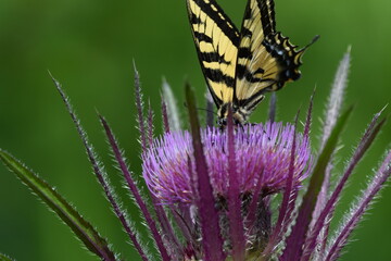 Western Tiger Swallowtail on Wild Thistle