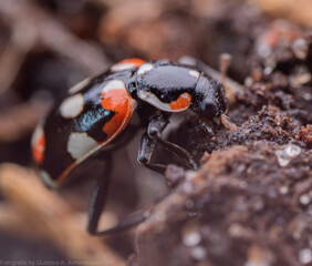 Vaquita de san Antonio