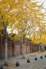 Ginkgos - 653040227