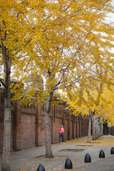 Ginkgos - 653040229
