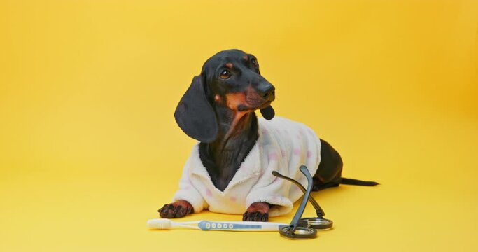Dachshund in big glasses sits with toothbrush at yellow studio wall. Glasses fall from domestic doggy head posing for animal journal