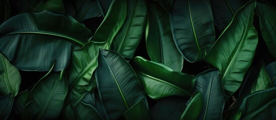 Dark green background with large palm foliage resembling tropical banana leaf texture