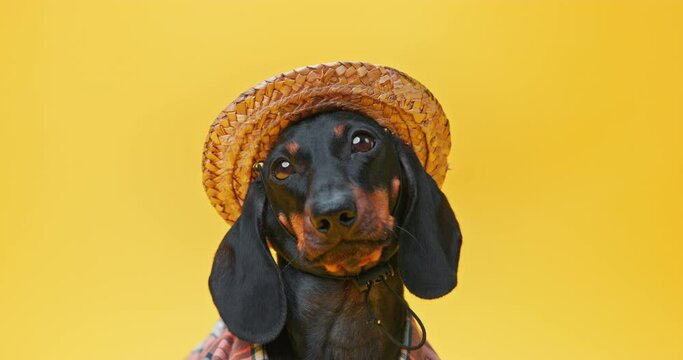 Portrait of innocent defenseless dachshund dog puppy in straw hat raises head, looks with embarrassed, pathetic look, blinks its eyes, asks Child with innocent shy face Devoted pitiful eyes of a pet
