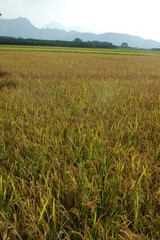 rice ripening