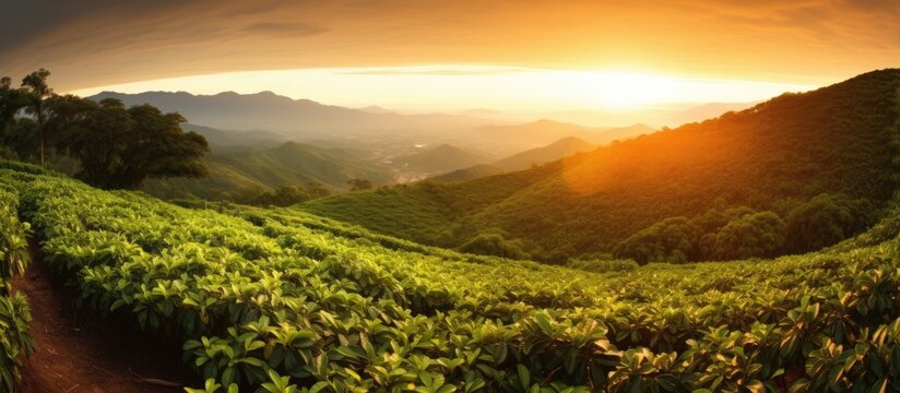 Coffee crop at sunset in the Brazilian mountains largest producer globally