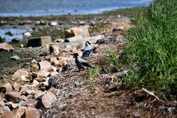 Crows on beach