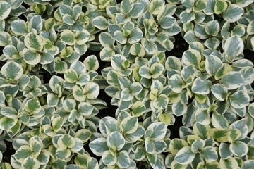 White and green leaves of Oval-Leaf Peperomia Variegata, a tropical plant