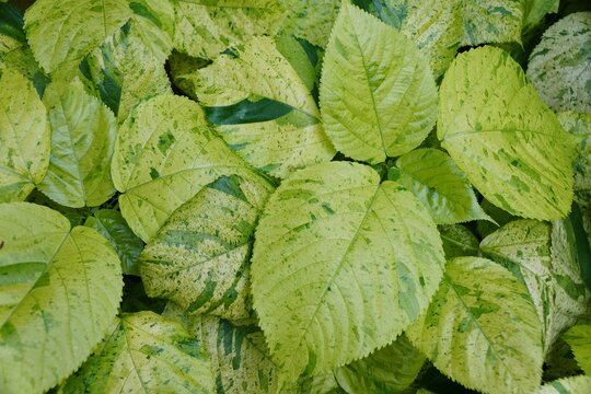 Bright green colors of Copperleaf 'Kona Gold' leaves