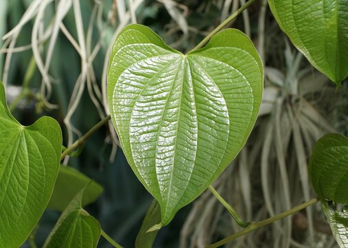 Closeup of the beautiful green leaf pattern of Dioscorea Mexicana, also known as Mexican Yam