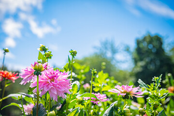 北海道　滝野すずらん公園の風景