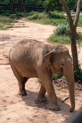 Naklejka premium Elephants in the nature reserve on the island of Samui in Thailand