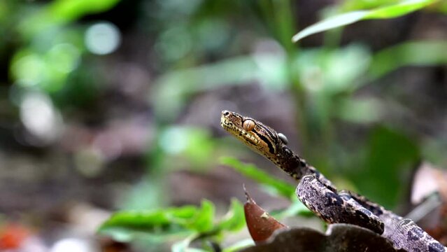 Juvenile Amazon tree boa (Corallus hortulana)