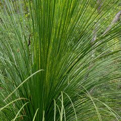 Grass Tree (Xanthorrhoea sp.) in the Blue Mountains, NSW, Australia