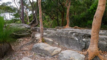 Gum trees in the Blue Mountains, NSW Australia