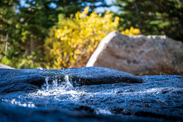 water and fall trees