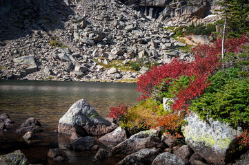 moss on the rocks