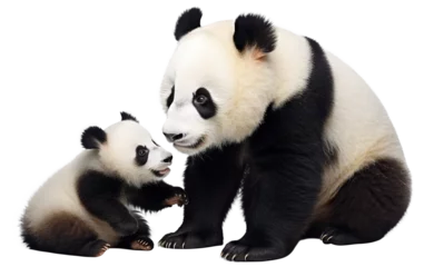 Foto op Plexiglas Panda with its cute cub, cut out © Yeti Studio