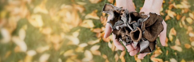 Hands with black chanterelle mushrooms on a banner. Craterellus cornucopioides, or horn of plenty...