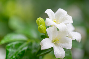White flowers beside the road are bright and beautiful.
