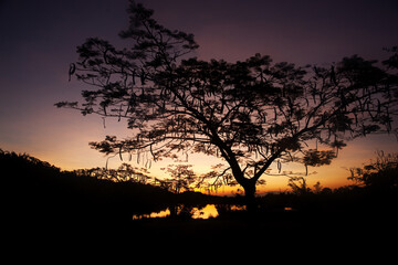 A silhouette of a tree as the Sunrise in Thailand.