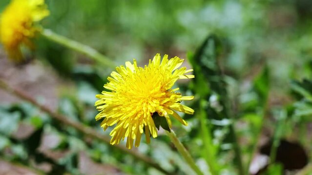 Closeup clip of a bright yellow dandelion blossom, waving in the breeze on a sunny day.