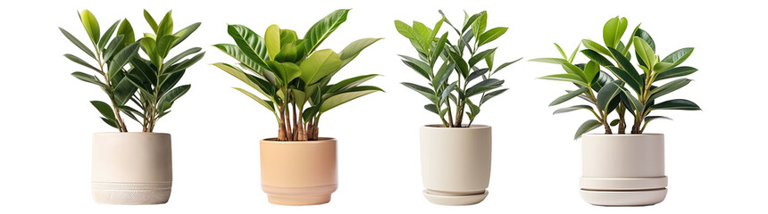 Collection of ornamental plants in white pots, isolated on a transparent background. PNG, cutout, or clipping path. - obrazy, fototapety, plakaty