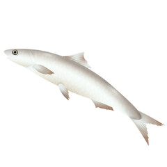 White Small Tuna | Seafood Series