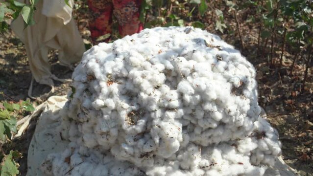 mountain of harvested cotton in a cotton patch