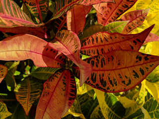 croton (Codiaeum variegatum) © prn.studio