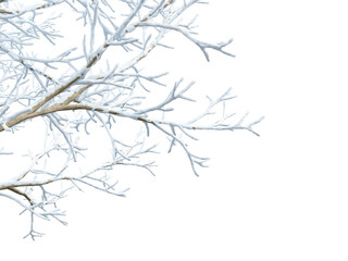 Isolated snow covered branches on white
