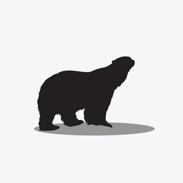 Bear vector image png