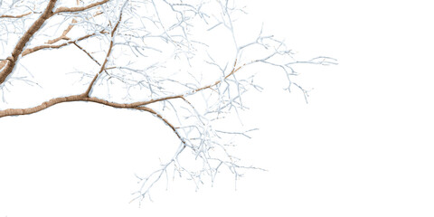Snow tree branch isolated on white background