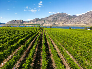 Fototapeta na wymiar Okanagan Valley British Columbia Winery Vineyard Landscape