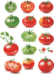 Set of tomatoes isolated vector red and green with soft lighting and shadow