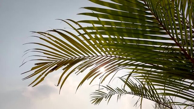 Green Palm Leaves waving wind breeze with sunlight or sunray