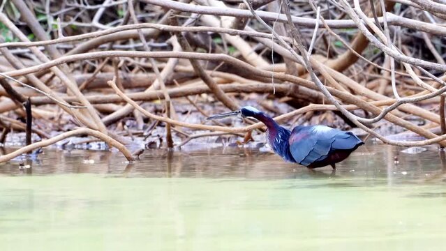 Agami heron hunting in the pond
